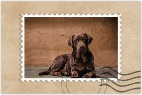 Poszterek 120x80 Barna kutya barát