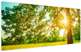 Kép - Sunny Forest (120x50 cm)