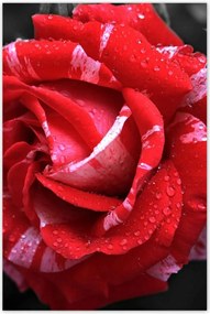 Poszterek 80x120 Fehér-piros rózsa