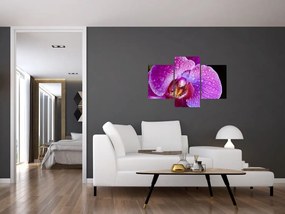 Részletes kép az orchidea virágról (90x60 cm)