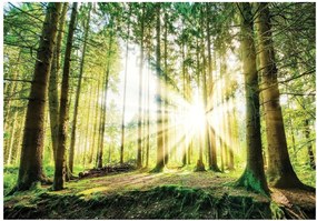 Fotótapéta Erdő Fák Nap Természet Nappali 312x219