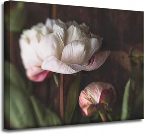 Vászonkép Fehér Virág Természet Vintage Retro 50x40