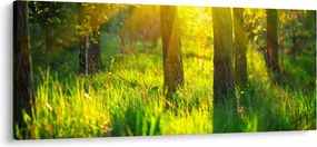 Kép - Az erdő tavaszi ébredése (120x50 cm)