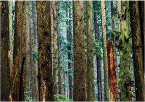 Normál Fotótapéta 416 x 254 Vexxxl