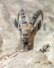 Poszter 40x50cm Nubiana Ibex 5, Assaf Frank