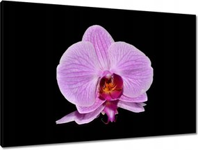 Vászonkép 90x60 Lila orchidea