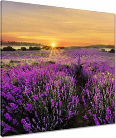 Vászonkép 70x70 Levendula naplemente
