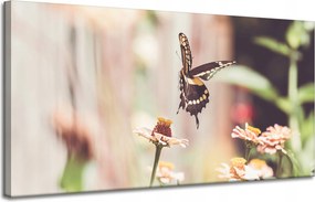 Vászonkép Természet Rovar Pillangó Virágok Tavasz Nyár 120x60