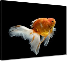 Vászonkép 50x40 Gyönyörű aranyhal fátyol