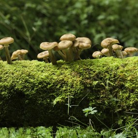 Poszter 40x40cm Gomba, Assaf Frank