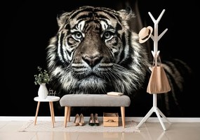 Fototapeta tigris