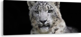 Kép - Snow Leopard (120x50 cm)