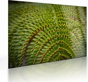 Üveg kép - Fern (70x50 cm)
