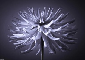 Poszter 42x29,7cm Dália virág 3, Assaf Frank