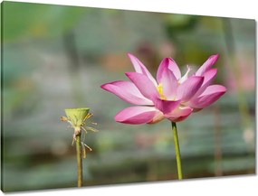 Vászonkép 90x60 Kalapos madár Tájkép Kilátás