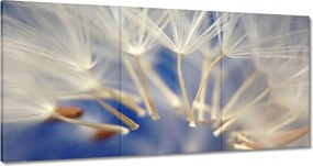 Vászonkép 120x60 Pitypang Virág Virágok