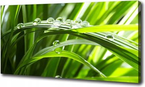 Vászonkép Cseppek a fűben 100x70 cm