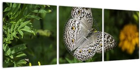 Kép - fehér pillangó (órával) (90x30 cm)
