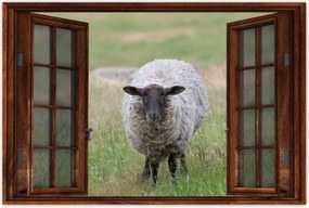 Poszterek 60x40 Juh legeltetés Bárányok