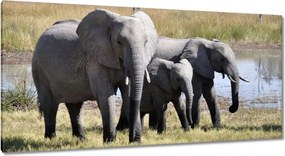 Vászonkép 115x55 Elefántcsalád