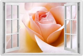 Poszterek 90x60 Finom rózsa