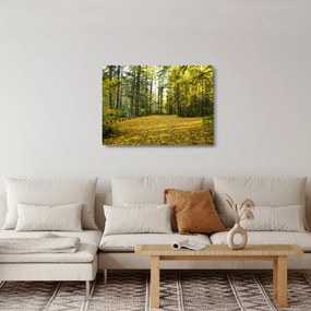 Kép - erdő ősszel (üvegen) (70x50 cm)