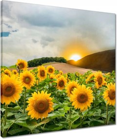 Vászonkép 50x50 Tájkép Napraforgók