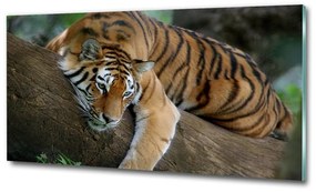 Üvegkép Tiger a fán osh-4289086