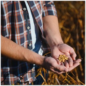 Poszterek 70x70 Egy marék mustármag