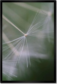 Poszterek keretben 40x60 Pitypang Virág Virágok