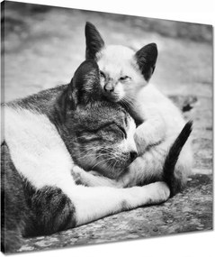 Vászonkép 50x50 Cica Cicák Macskák