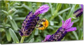 Vászonkép 120x60 Levendula világ