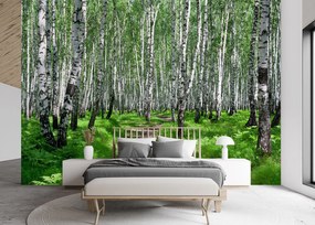 Gario Fotótapéta Nyírfa erdő Anyag: Vlies, Méret: 400 x 280 cm