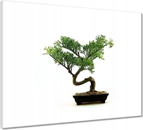 Vászonkép 50x40 Bonzai fa