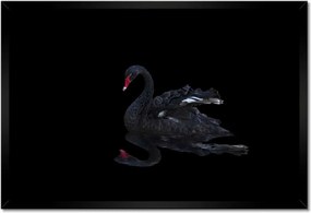 Poszterek keretben 60x40 Gyönyörű fekete hattyú