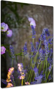Vászonkép 70x100 Levendula
