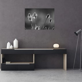 Üveg kép - Bézs színű puha fű N⁰2 (70x50 cm)