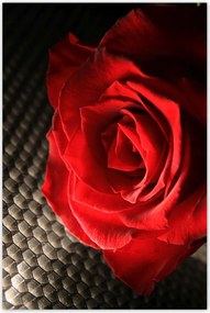 Poszterek 80x120 Vörös rózsa levelekkel