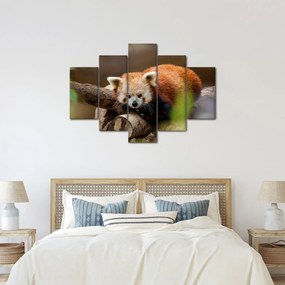 Vörös panda képe (150x105 cm)