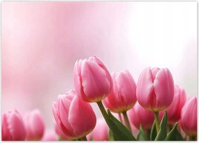 Poszterek 70x50 Rózsaszín tulipánok