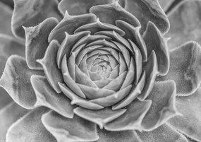 Poszter 29,7x21cm Közelkép pozsgásokról, Assaf Frank