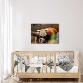 Vörös panda képe (70x50 cm)