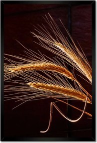 Poszter keretben 40x60 Kalászok Gabona Természet Bio