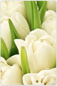 Poszterek 80x120 Finom tulipánok