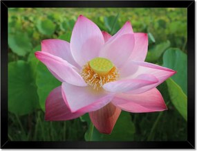 Poszterek keretben 40x30 Lótuszvirág