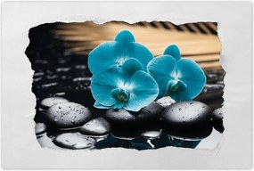 Poszter 60x40 Türkiz orchidea Virág