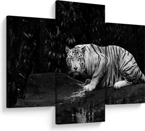 Kép - albínó tigris, fekete-fehér (90x60 cm)