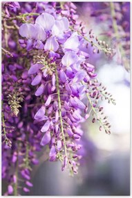 Poszterek 80x120 Lila virágok Virágok