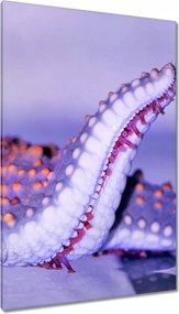 Vászonkép 80x120 Állatok