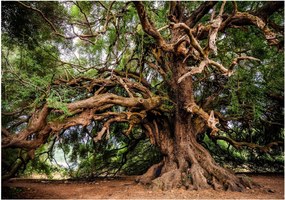 Fotótapéta fotótapéta erdő gyönyörű fa 312 x 219